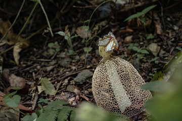 In the tranquil forest, a butterfly flits among the mushrooms, creating a picturesque background that embodies the serene harmony of nature.