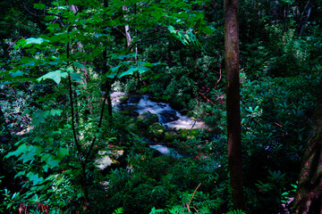 Anna Ruby Falls and creek in the state of Georgia, USA