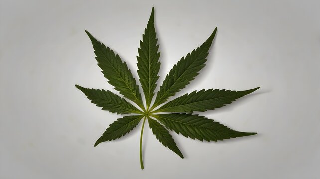 Cannabis or hemp or marijuana green fresh leaf isolated