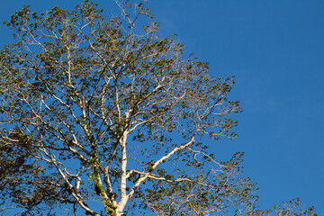 Branch tree on bright blue sky background
