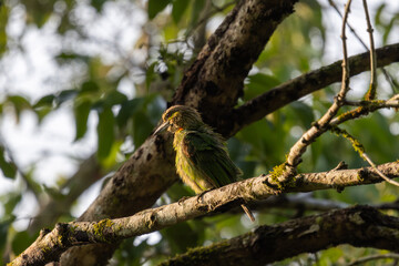 Birds in the wild are beautiful and colorful birds that are different from birds raised in captivity.