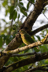 Birds in the wild are beautiful and colorful birds that are different from birds raised in captivity.