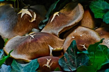 Texas star mushrooms growing in garden, Canyon, Texas in the panhandle near Amarillo!