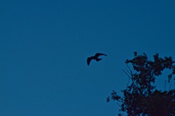 Mississippi Kite heading into nest tree in Canyon, Texas in the panhandle near Amarillo.