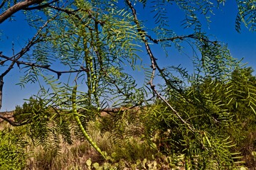 palo duro canyon state park in the Texas panhandle near Canyon!
