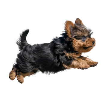 Recorte sin fondo del cuerpo entero de un cachorro yorkshire saltando alegre un obstaculo de lado  reescalado 8k