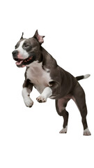 Recorte sin fondo del cuerpo entero de un perro pitbull adulto saltando alegre un obstaculo reescalado 8k