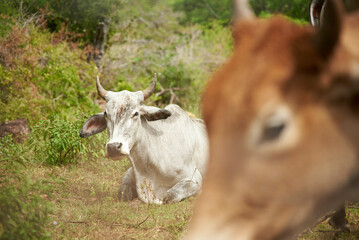 Light grey Brahman cow lying down resting in a green field. Another cow's face is seen in the...