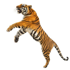 Obraz premium Tiger in a dynamic pose, isolated on white or transparent background, png clipart, design element.