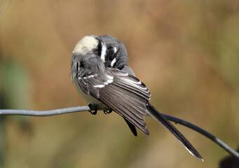 Grey Fantail bird perched on a wire with its beak tucked under its wing