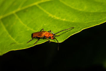 Naklejka premium Macro photo of little bug in high detail. Close up photo of insects perched on leaves. Macro photo of Longhorn Beetles or Stictoleptura in high resolution