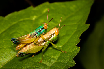 Macro photo of green Insect mating each other on the leaves. Close up photo of mating grasshopper in high detail. Macro photo of Caryanda species or grasshopper insect in high resolution