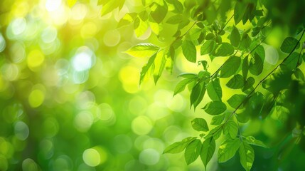 Fototapeta premium Green Nature Bokeh Background: Blurred Trees Close-up, Spring Backdrop with Copy Space