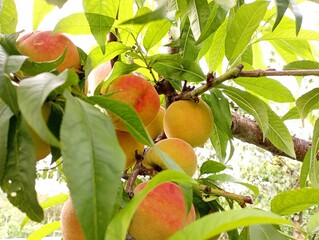 Big juicy ripe peaches on a tree branch among green leaves. The topic of gardening and fruit...