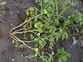 A bush of tomatoes damaged by a thunderstorm on the background of the soil with green fruits on the branches. The topic of agriculture and weather conditions that negatively affect the harvest.