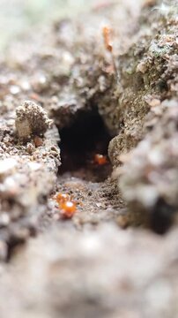 Red ants crossing tunnel on the ground 