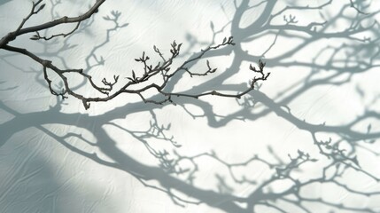 Branch shadows with a beautiful background