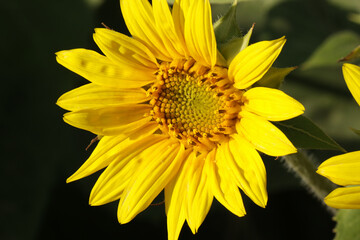 Sunflower blooming on sunny day in a field. Yellow flower. Flower background.