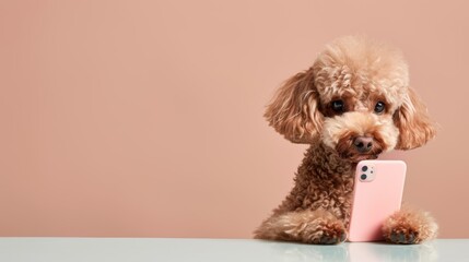 Poodle using a smartphone, stylish dog with tech, amusing pet