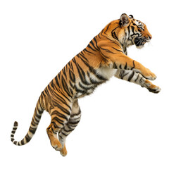 Obraz premium Tiger in a dynamic pose, isolated on white or transparent background, png clipart, design element.