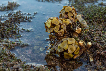 algae plants on the beach, seaweed on the beach