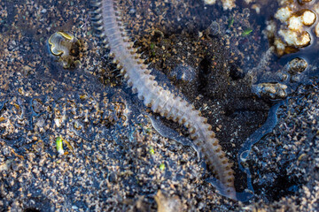 sea ​​worms in the water, amazing sea animals