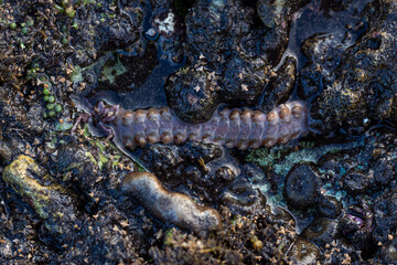 sea ​​worms in the water, amazing sea animals