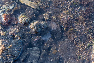 sea ​​animals in the water, amazing sea animals