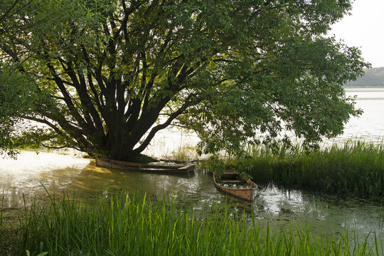 Summer view of two sunk boats under Red Leaf Willow(Salix chaenomeloides Kimura) tree at Upo wetland of Yueo-myeon near Changnyeong-gun, South Korea
