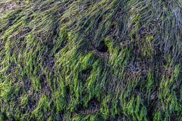 green moss on sea coral rocks