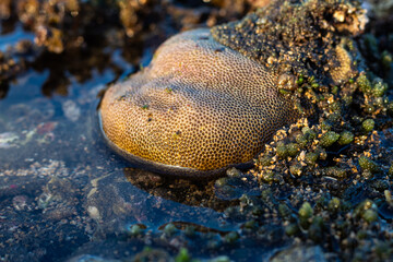 Amazing pattern of dead brain coral washed up on the beach at low tide