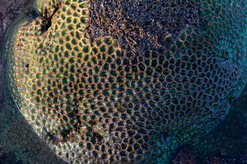 Amazing pattern of dead brain coral washed up on the beach at low tide