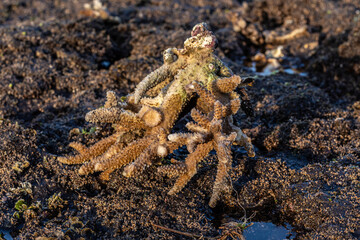 Close up of coral at low tide on the beach