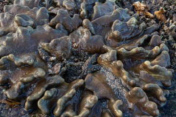 Close up of coral at low tide on the beach