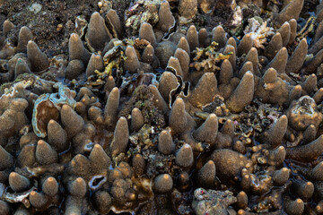 Close up of coral at low tide on the beach