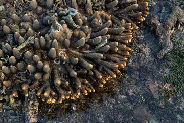 Close up of coral at low tide on the beach