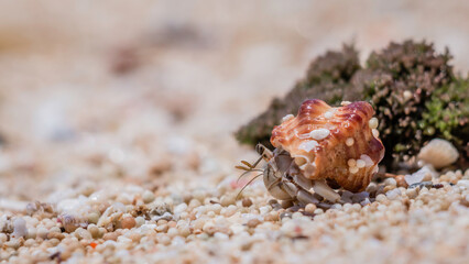 Hermit Crab on the Beach