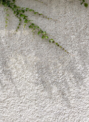 Richly textured exterior wall of a building with afternoon sunlight and green ivy.