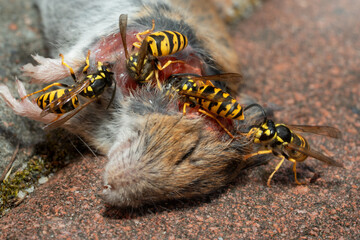 Wasps feed on the body of a dead mouse.