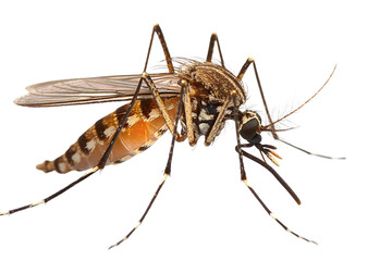 Fototapeta premium Closeup View of Mosquito on Transparent Background