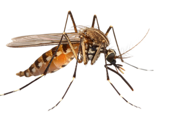 Closeup View of Mosquito on Transparent Background