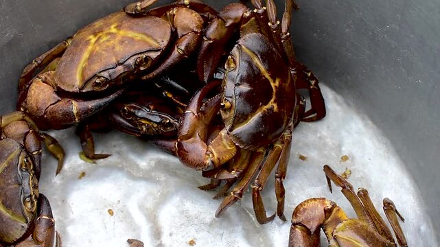 river freshwater crabs, freshwater crabs or field crabs