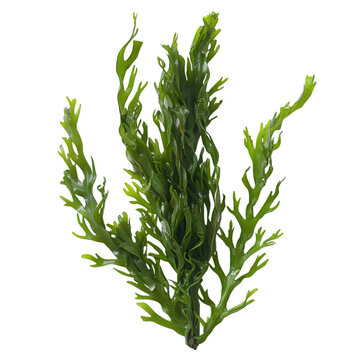 Codium Sea Weed isolated on a transparent background