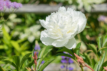Blooming bush of white perennial peony in a garden flowerbed.