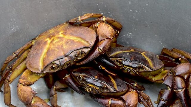 river freshwater crabs, freshwater crabs or field crabs