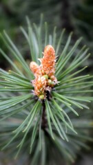 A twig of pine and a young pine cone. High quality photo