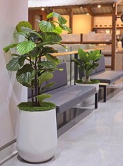 modern living room in Shopping Mall.A large fake teak-leaf banyan tree in a white pot is used to decorate indoor spaces.Artificial Banyan made by fabric and plastic use decorated.
