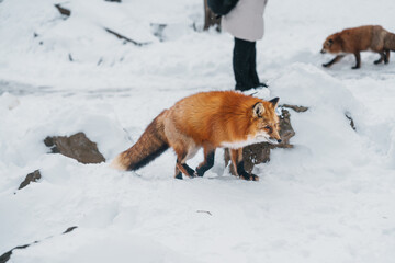 Cute fox on snow in winter season at Zao fox village, Miyagi prefecture, Japan. landmark and popular for tourists attraction near Sendai, Tohoku region, Japan. Travel and Vacation concept