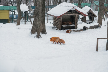 Cute fox on snow in winter season at Zao fox village, Miyagi prefecture, Japan. landmark and...