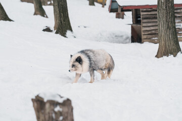 Cute fox on snow in winter season at Zao fox village, Miyagi prefecture, Japan. landmark and...